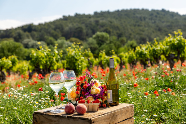 The Canal du Midi and Mediterranean Wine Route: From Carcassonne to Collioure