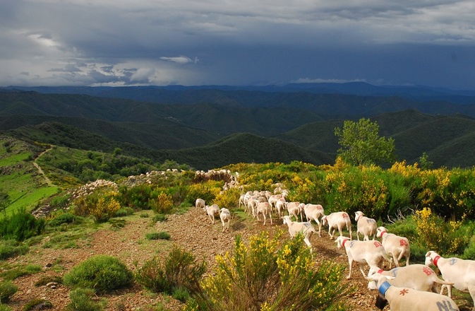 herd of sheeps transhumance in the Cevennes