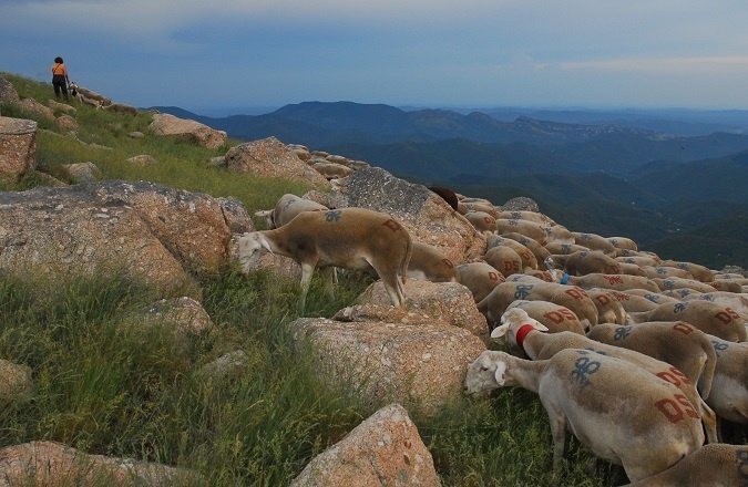 transhumance de moutons mont aigoual