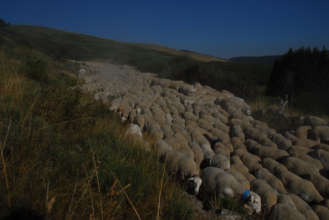 Transhumance herd of sheeps in the Cevennes