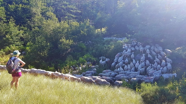herd of sheeps in the Cevennes