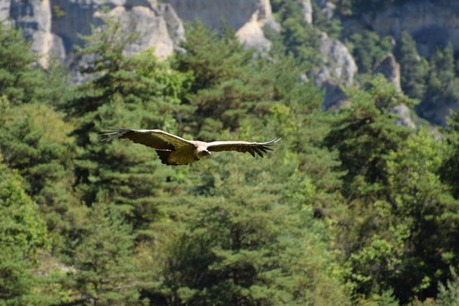 randonnée observation de vautours gorges de la jonte