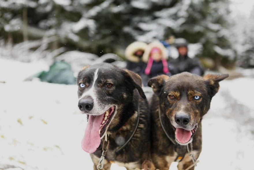 voyage en france multisport dans les pyrénées avec chien de traineau pour les familles