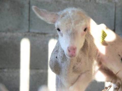 vacances en famille à la ferme dans les cévennes en occitanie