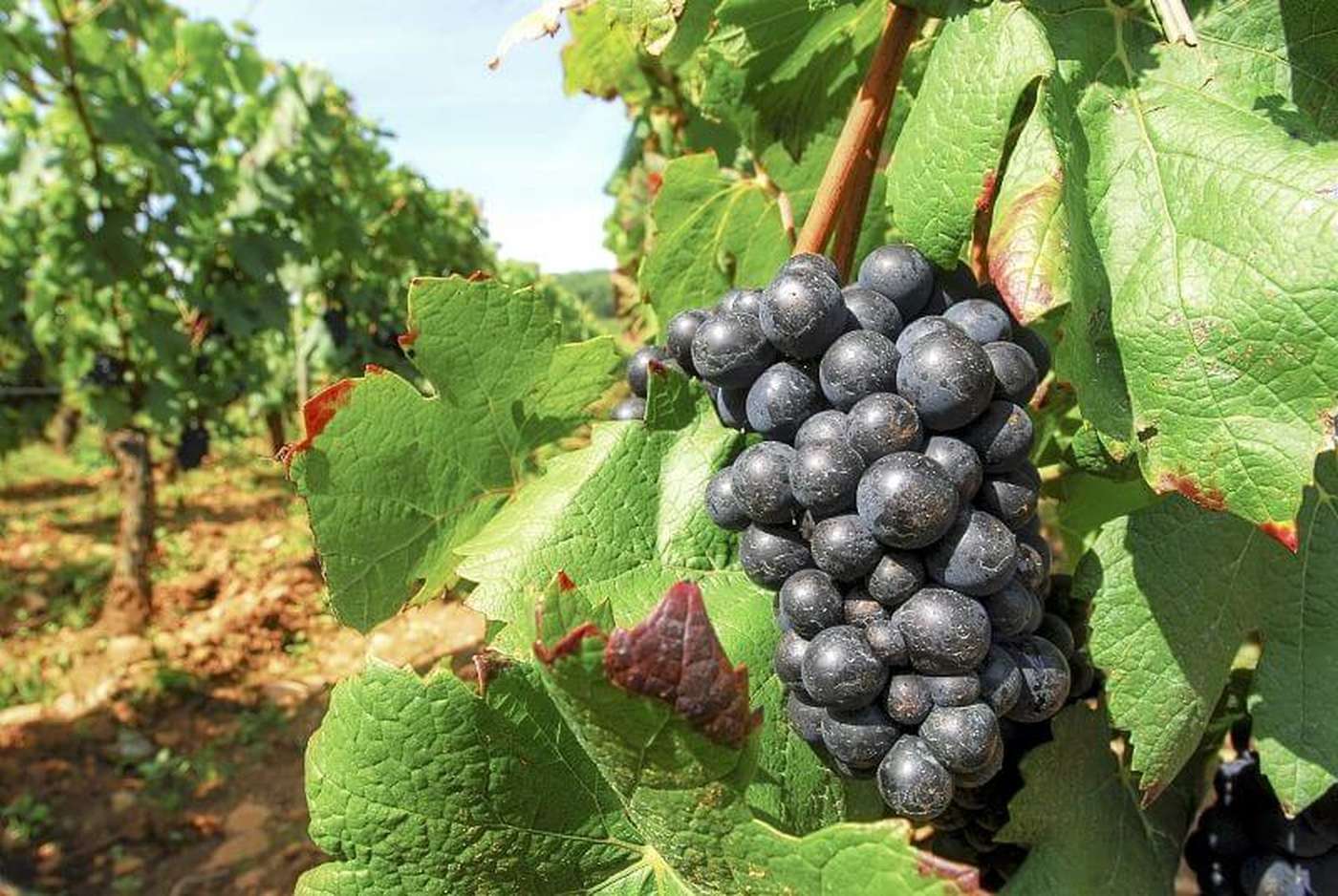 La route des grands vins de Bordeaux