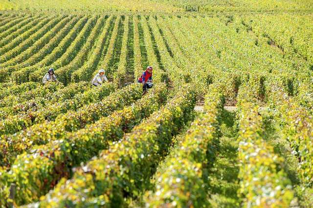 La route des grands vins de Bordeaux