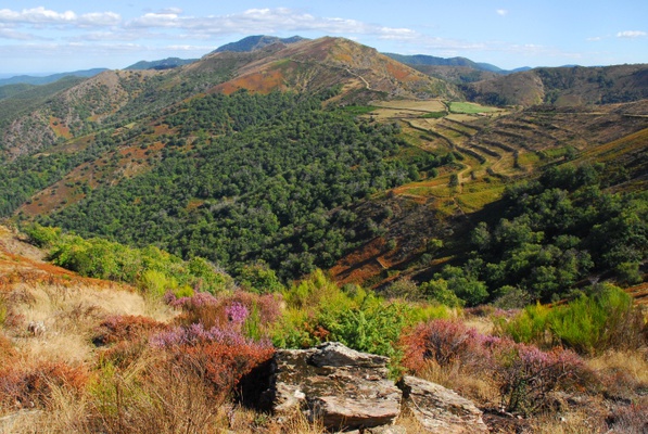 Star of the Cévennes - Guided walking trip