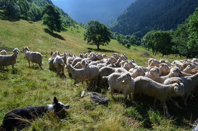 berger et moutons dans les pyrénées