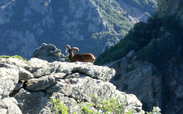 mouflon dans le massif du caroux randonnée sauvage