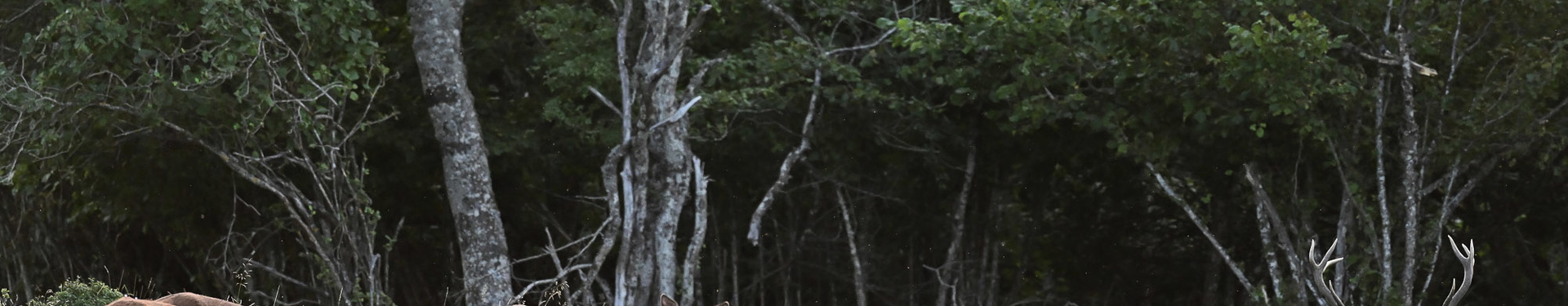 Aubrac | Nature Occitane