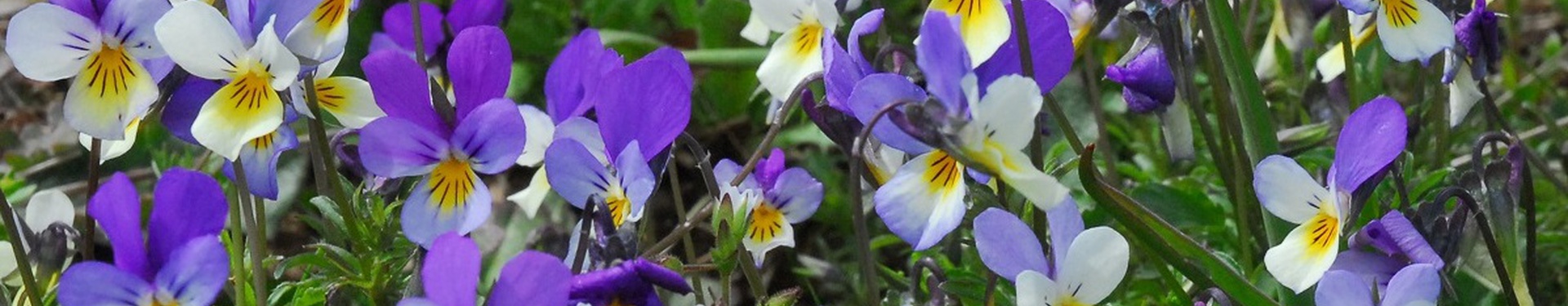 Trek dans les Cévennes - Randonnée Gorges du Tarn et de la Jonte