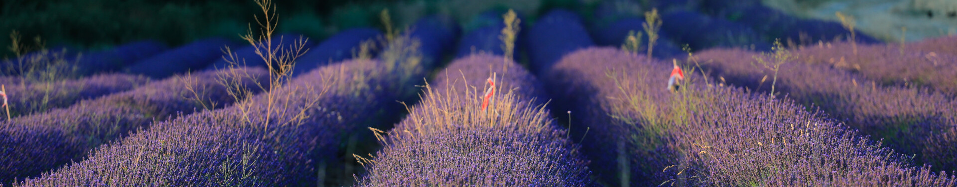 La Provence à vélo | Nature Occitane