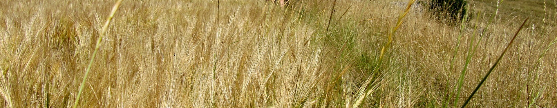 Circuits de randonnées accompagnées en Occitanie, des Cévennes aux Pyrénées