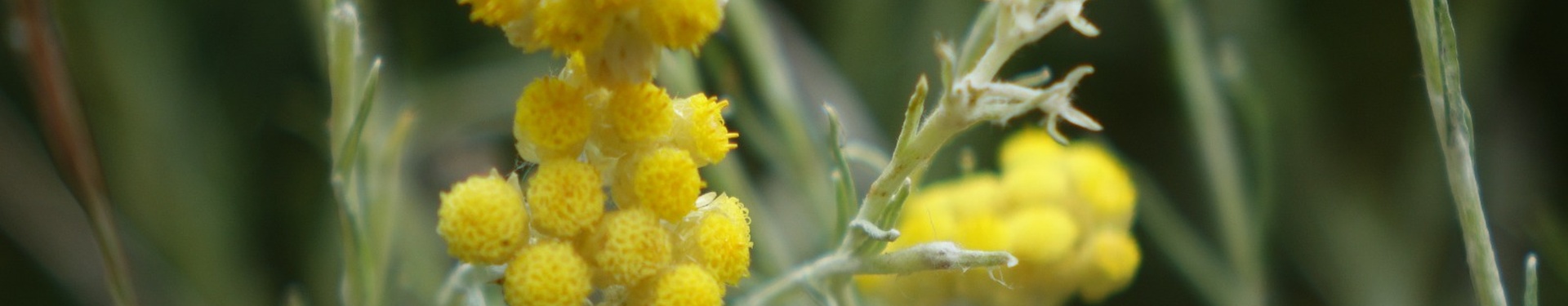 Le Chemin de Stevenson en rando liberté : De Chasseradès à Saint-Jean-Du-Gard | Nature Occitane