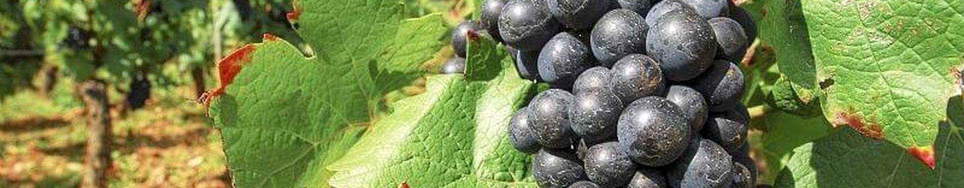 Nouvelle Aquitaine | Nature Occitane