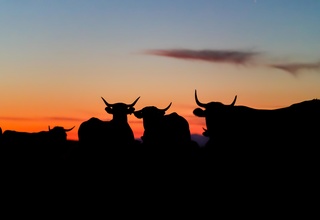 L'étoile de l'Aubrac