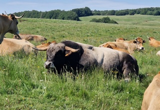 L'étoile de l'Aubrac