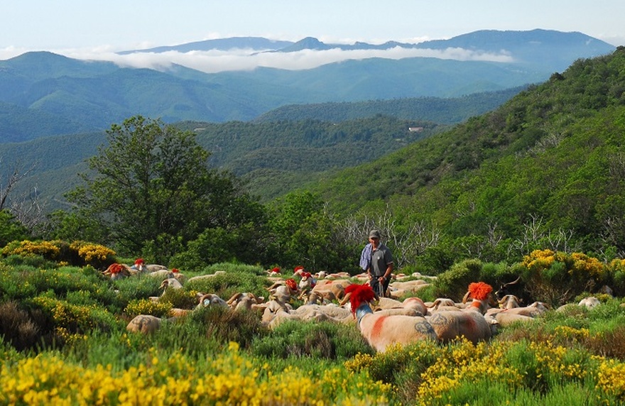 Transhumance of sheeps Col de Pierrefiche