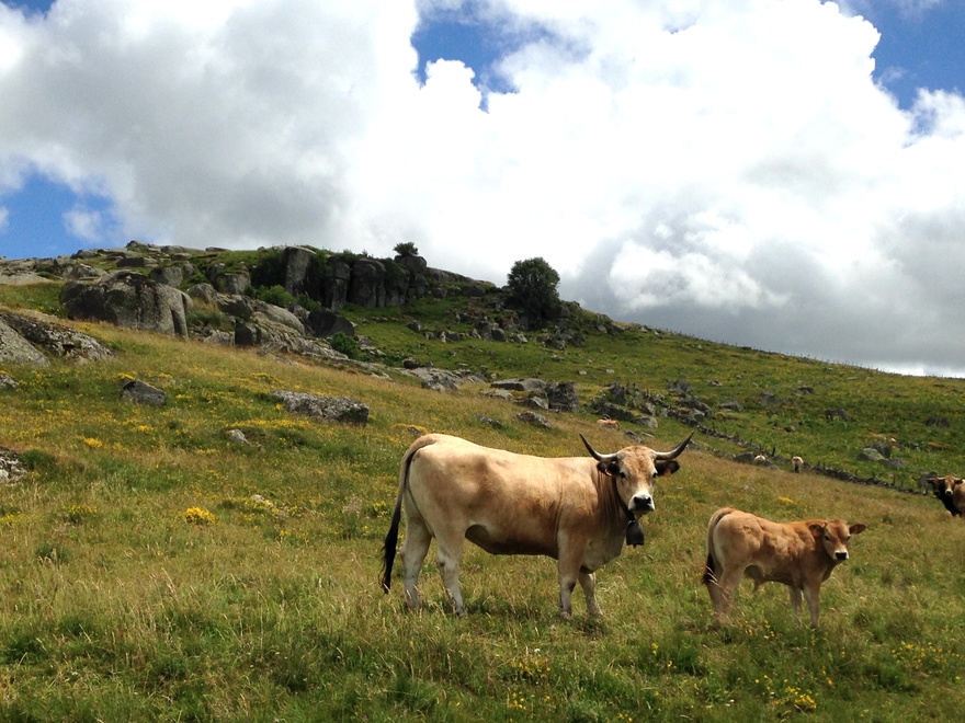 compostelle-lozere-france-randonnee-guidee