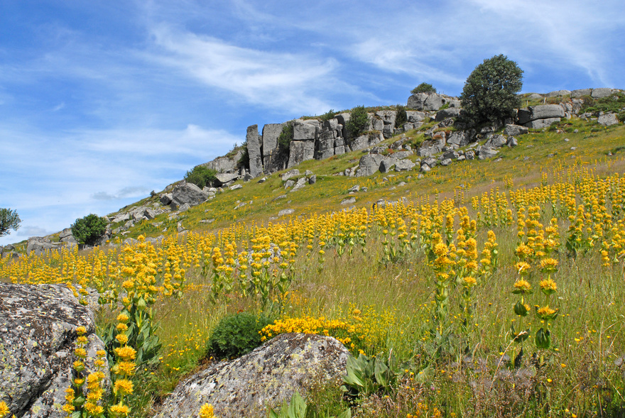 Aubrac-France-sejour-randonnee-terroir-paysage
