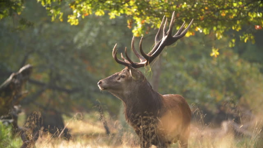 bramecerf-automne-aubrac-france-randonnee-sejour-etoile