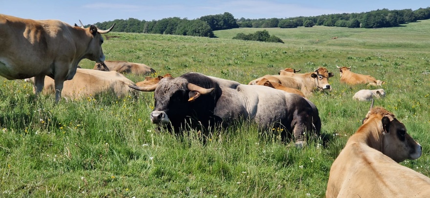 troupeau-aubrac-betail-randonnee-sejour-etoile