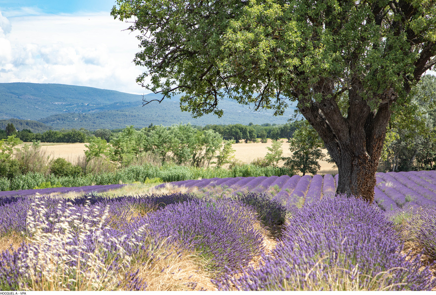 Champs-lavande-camargue-provence-france-vacances-velo