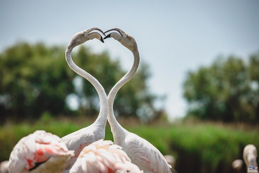 location-flamantsroses-provence-camargue