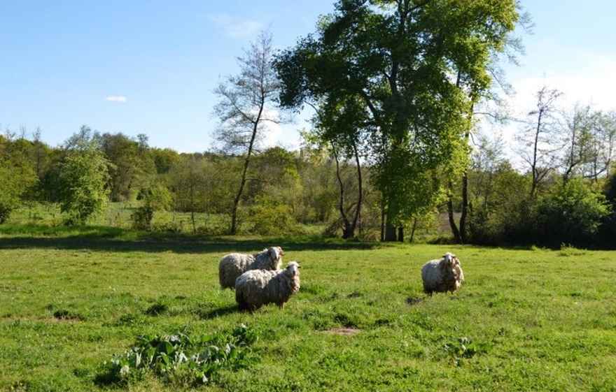 mouton-prairie-champetre-sejour-campagne-vacances-famille-sud-france-entre-deux-mers-nature-occitane